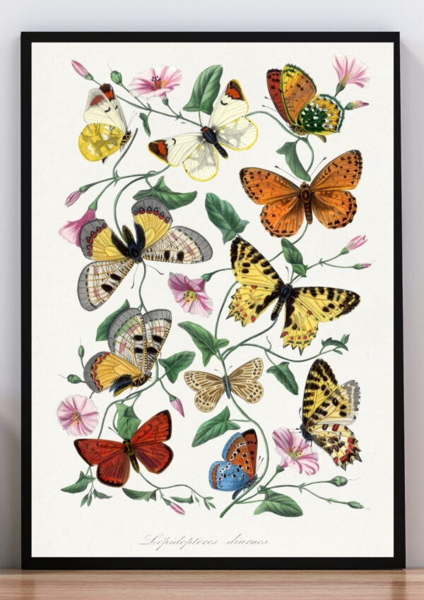 Cuadro ilustración mariposas de colores