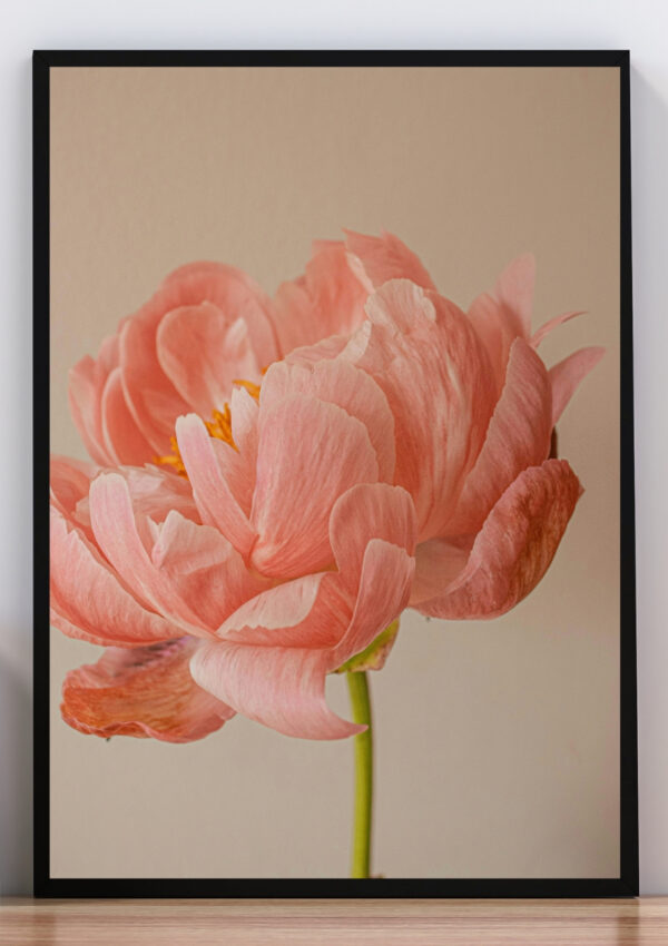 Cuadro foto flor rosa