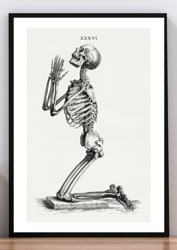 Cuadro Lámina XXXVI obra de anatomía. Jan Wandelaar 1747