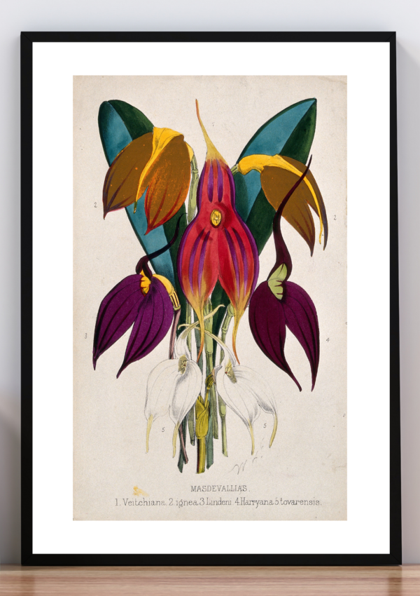 Cuadro masdevallias Ilustración botanica. Walter Hood Fitch
