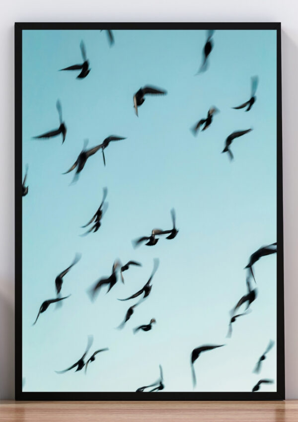 Cuadro foto de aves volando