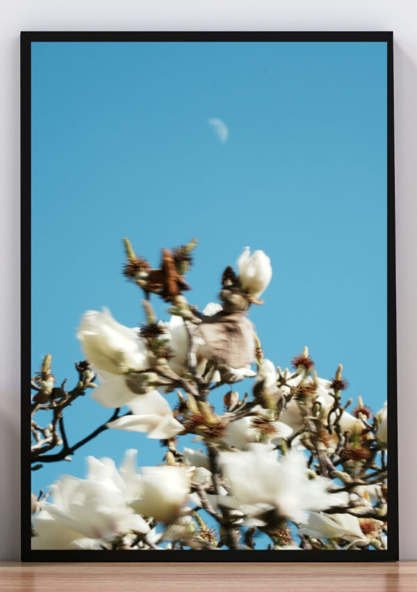 Cuadro foto de flores blancas y cielo celeste