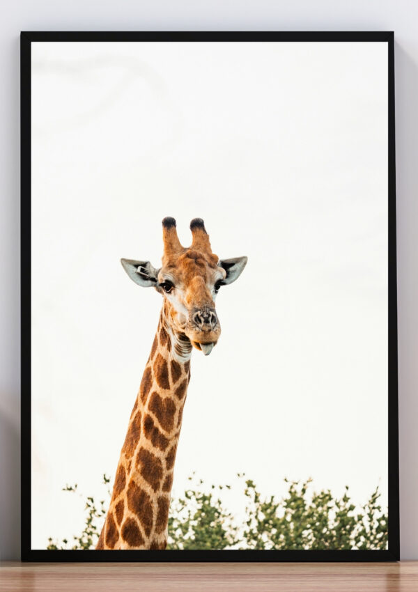 Cuadro foto jirafa