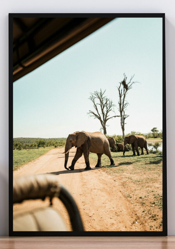 Cuadro foto elefantes safari
