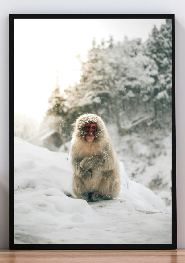 Cuadro mono y nieve