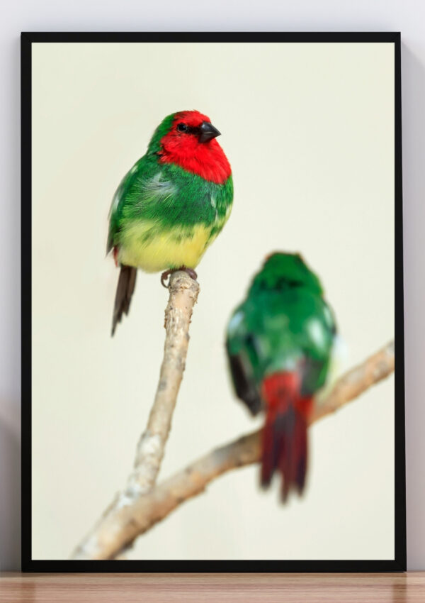 cuadro pájaros diamante de peale