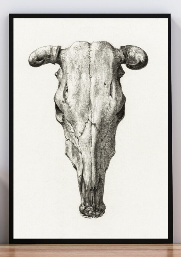 cuadro cráneo de buey
