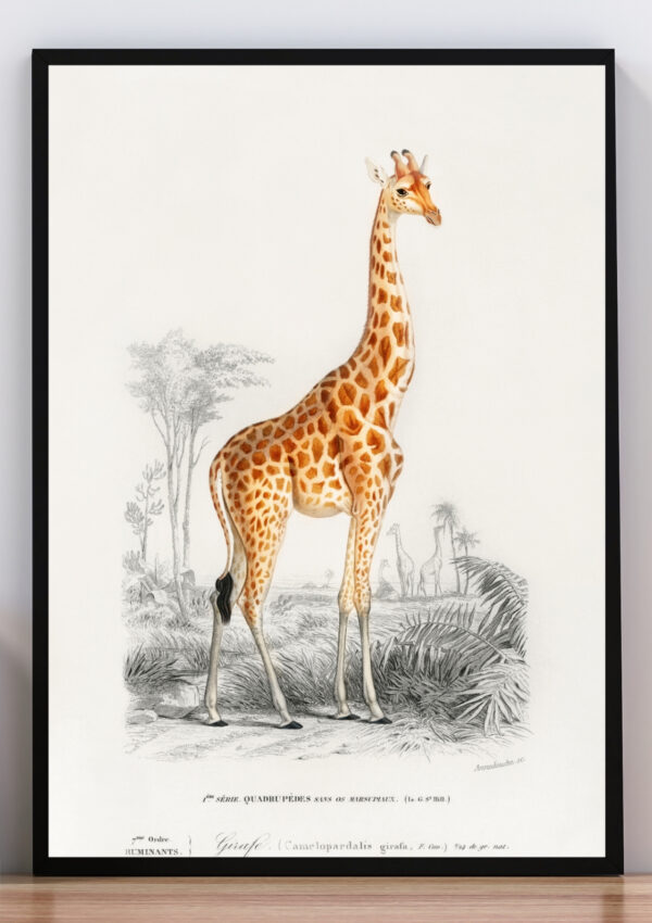 Cuadro ilustración de jirafa en la selva