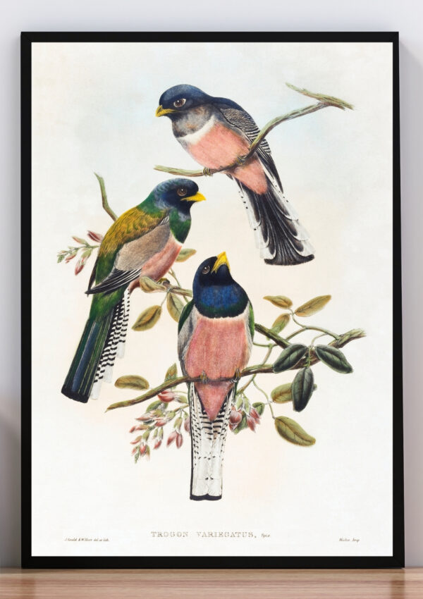 Cuadro ilustración aves tropicales