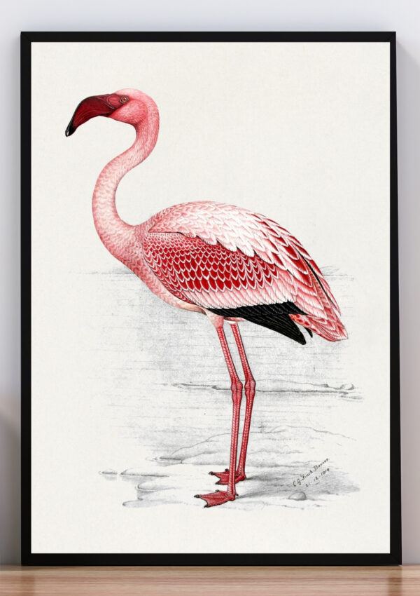 Cuadro dibujo de flamenco