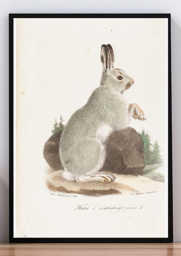 Cuadro ilustración dibujo de conejo