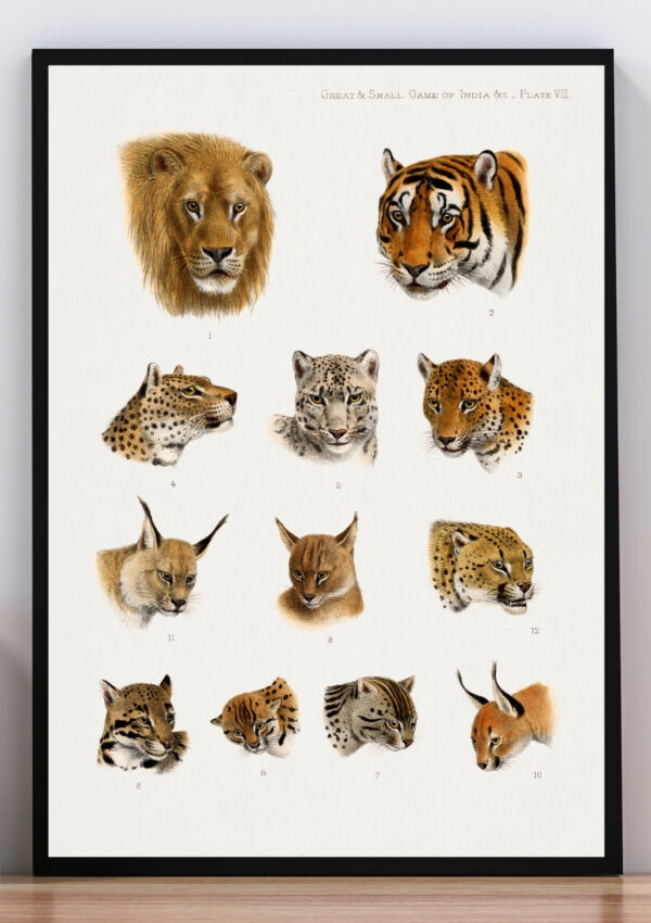 Cuadro ilustración felinos