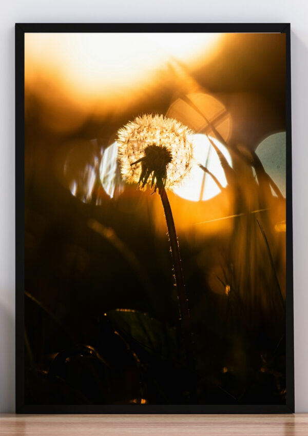 Cuadro diente de león