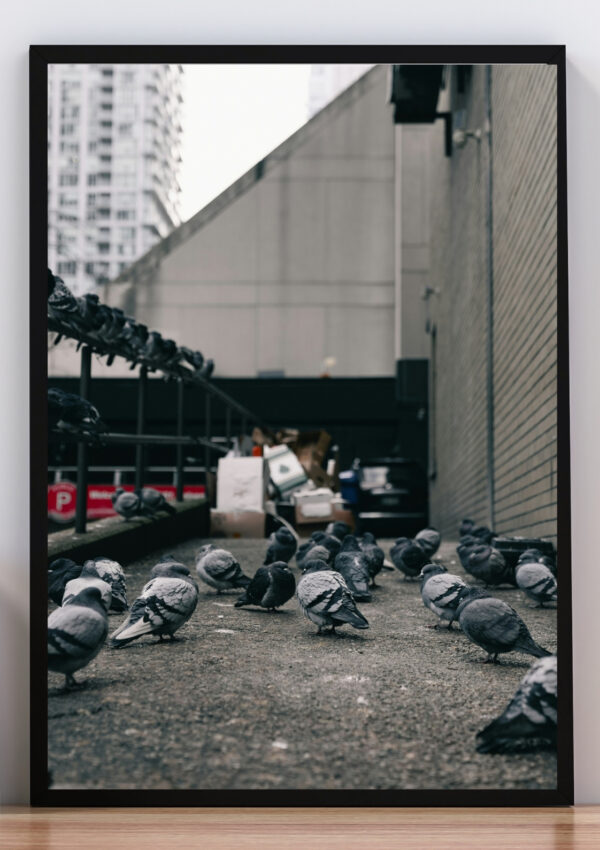 Cuadro palomas urbanas